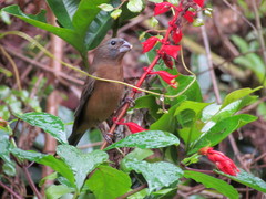 Cyanoloxia glaucocaerulea