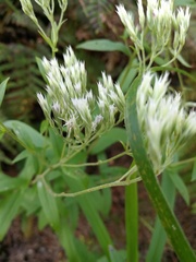 Eupatorium subvenosum