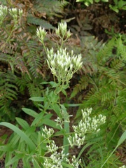 Eupatorium subvenosum