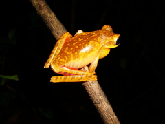 Boana bischoffi