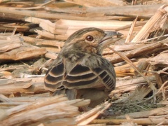 Mirafra assamica