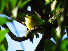 Todirostrum poliocephalum