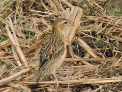 Ploceus philippinus