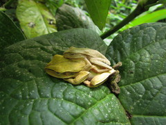 Boana bischoffi