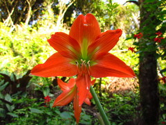 Hippeastrum striatum