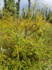 Salix pellita