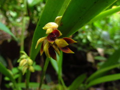 Acianthera aphthosa
