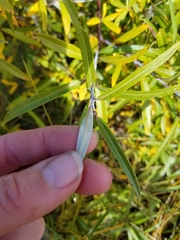 Salix pellita