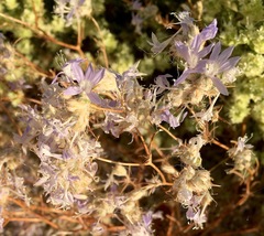 Eriastrum eremicum