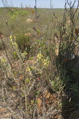 Struthiola fasciata