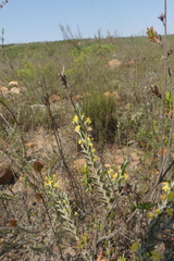Struthiola fasciata