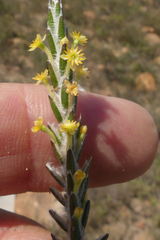 Struthiola fasciata