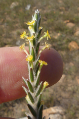 Struthiola fasciata