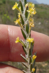 Struthiola fasciata