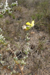 Aspalathus tridentata