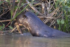 Auchenipteridae