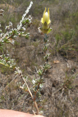 Aspalathus tridentata
