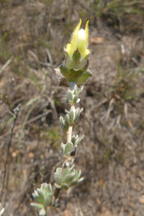 Aspalathus tridentata