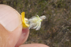 Aspalathus tridentata