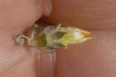 Aspalathus tridentata