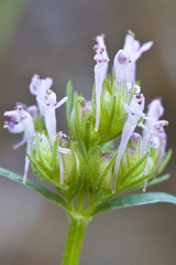 Plectritis ciliosa