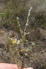 Aspalathus tridentata