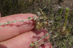 Aspalathus tridentata