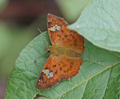 Pseudocoladenia dan fatih