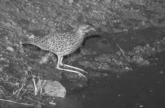 Burhinus capensis capensis