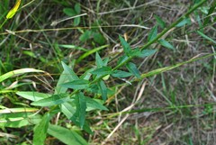 Hieracium umbellatum umbellatum
