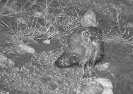 Bubo africanus