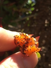 Nematanthus australis