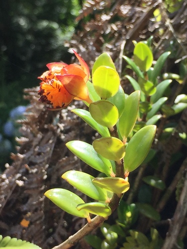 Nematanthus australis