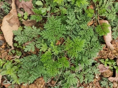 Artemisia carvifolia