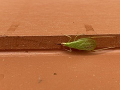 Oecanthus varicornis