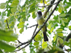 Myiarchus tuberculifer