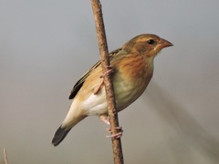 Ploceus philippinus