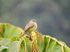 Phyllomyias griseiceps