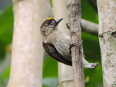 Picumnus granadensis