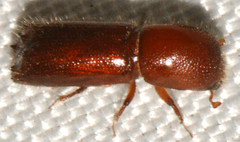 Xyleborus celsus
