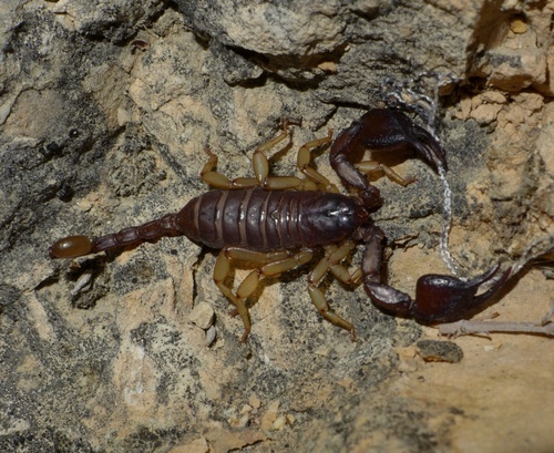 European Yellow-tailed Scorpion