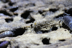 Araneae