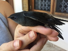 Chaetura meridionalis