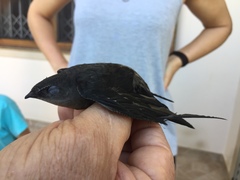Chaetura meridionalis