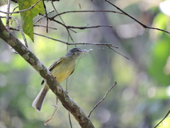 Myiopagis viridicata