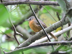 Cercomacroides parkeri