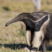 Giant Anteater - Photo (c) Andy Jones, some rights reserved (CC BY-NC), uploaded by Andy Jones