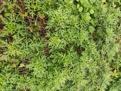 Artemisia carvifolia