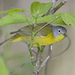Nashville Warbler - Photo (c) Laura Gooch, some rights reserved (CC BY-NC-SA)
