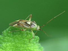 Reuterista instabilis